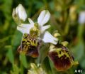 Ophrys dinarica